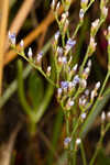 Lavender thrift